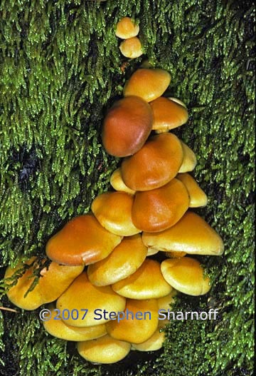 flammulina velutipes graphic